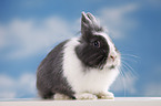 lionhead rabbit