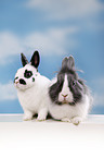 lionhead rabbit