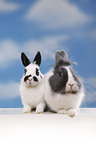 lionhead rabbit