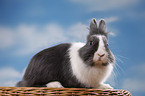 lionhead rabbit