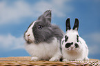 lionhead rabbit