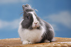 lionhead rabbit