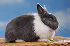 lionhead rabbit