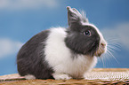 lionhead rabbit