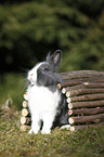 lionhead rabbit