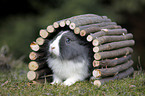 lionhead rabbit