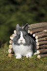 lionhead rabbit