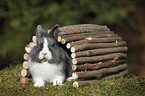 lionhead rabbit