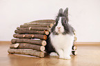 lionhead rabbit