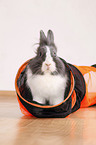 lionhead rabbit