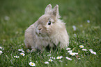 lion-headed bunny