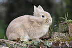 lion-headed bunny