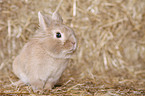 lion-headed rabbit