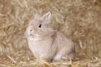 lion-headed rabbit