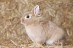 lion-headed rabbit