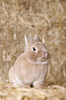 lion-headed rabbit