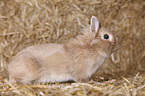 lion-headed rabbit