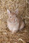 lion-headed rabbit