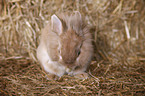 lion-headed rabbit