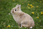 lion-headed rabbit