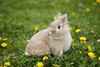 lion-headed rabbit