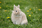 lion-headed rabbit