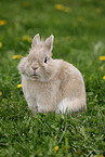 lion-headed rabbit