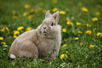 lion-headed rabbit