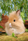 young lion-headed rabbit