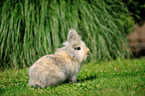 lion-headed rabbit