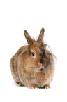 Lion-headed Rabbit