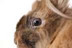 Lion-headed Rabbit