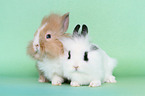 young lion-headed rabbits