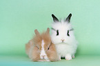 young lion-headed rabbits