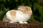 lion-headed rabbit