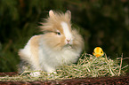 lion-headed rabbit