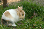 lion-headed rabbit