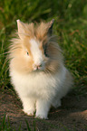 lion-headed rabbit