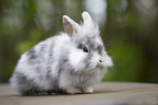 lion-headed rabbit