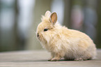 lion-headed rabbit