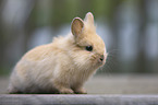 lion-headed rabbit