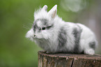 lion-headed rabbit