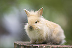 lion-headed rabbit