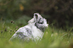 lion-headed rabbit