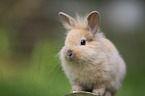 lion-headed rabbit