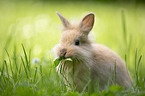 lion-headed rabbit