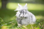 lion-headed rabbit