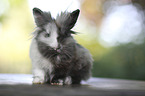 lion-headed rabbit