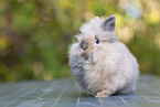 Lion-headed Rabbit