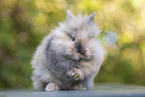 Lion-headed Rabbit